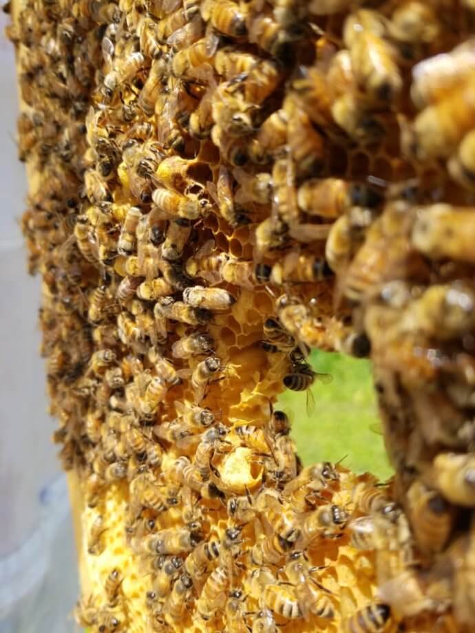 how-to-get-free-bees-queen-bee-homestead